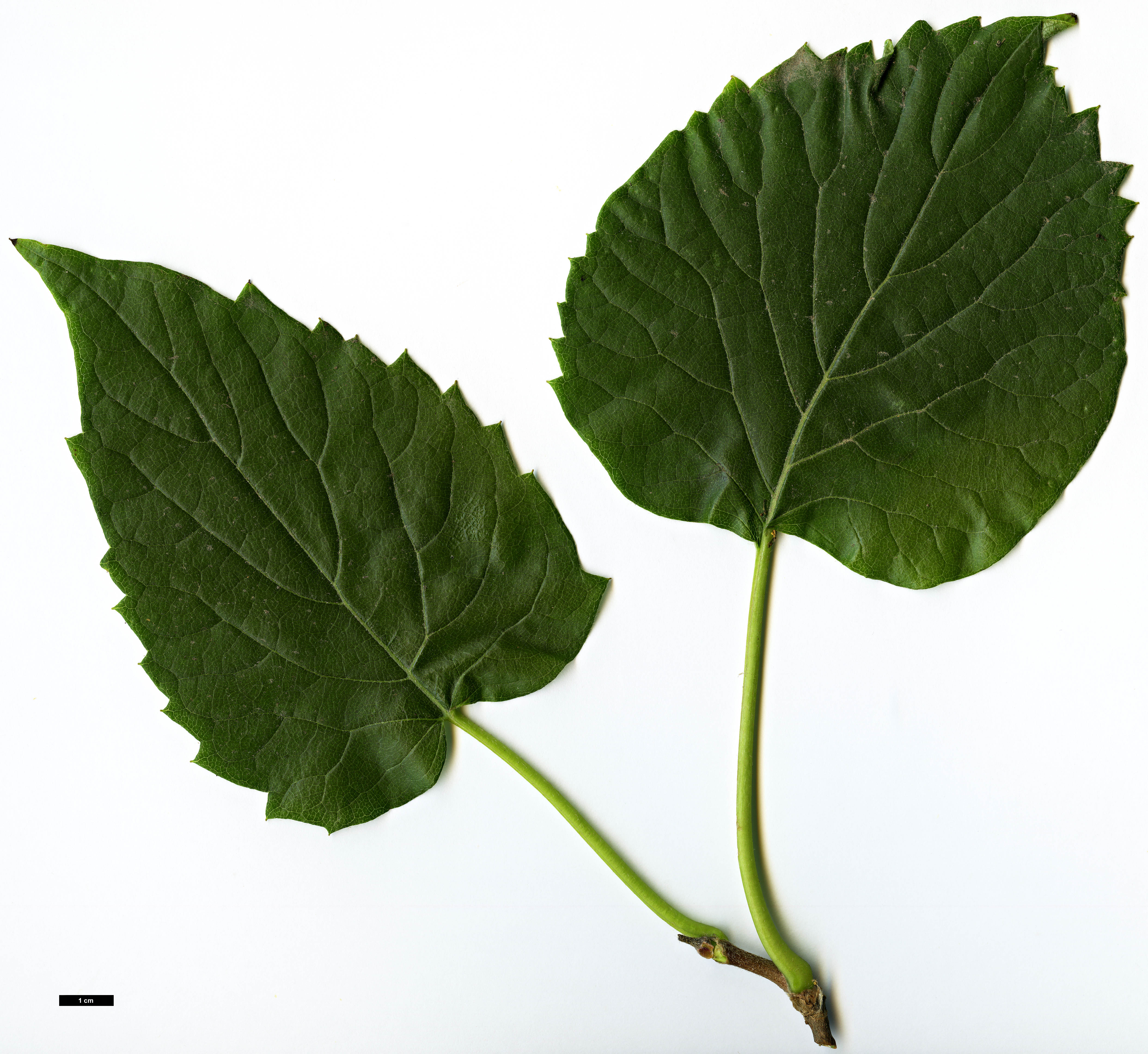 High resolution image: Family: Hydrangeaceae - Genus: Schizophragma - Taxon: hydrangeoides - SpeciesSub: f. quelpartensis High resolution image: Family: Hydrangeaceae - Genus: Schizophragma - Taxon: hydrangeoides - SpeciesSub: f. quelpartensis